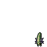 Larva