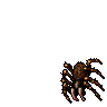 Tarantula